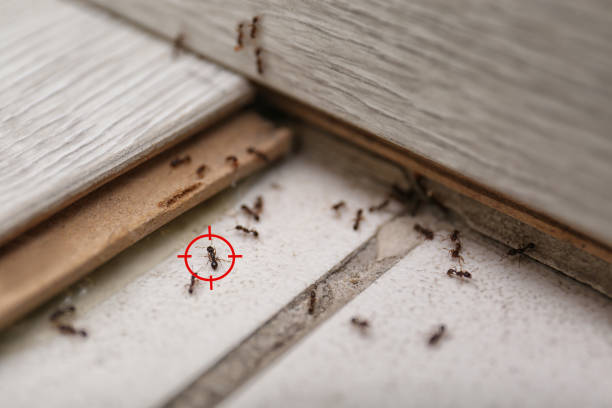 Best Spider Control Near Me  in Shenandoah Junction, WV