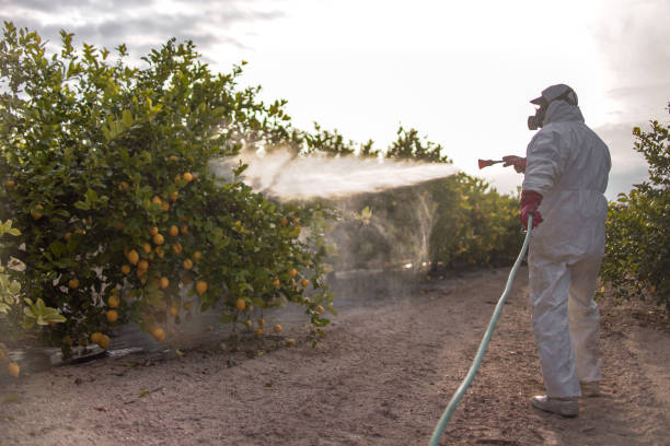 Best Wasp Removal Services  in Shenandoah Junction, WV