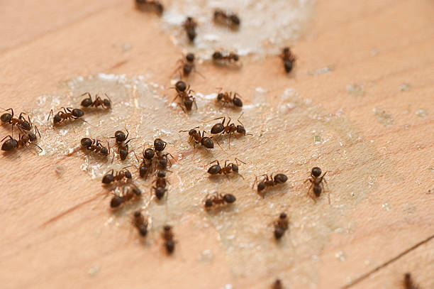 Best Best Pest Control Companies  in Shenandoah Junction, WV