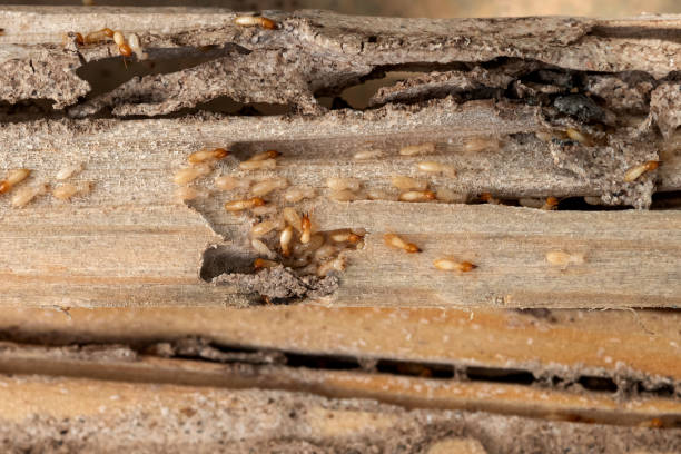Best Cockroach Control Services  in Shenandoah Junction, WV
