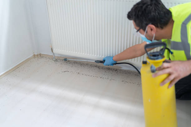Wasp Removal Services in Shenandoah Junction, WV