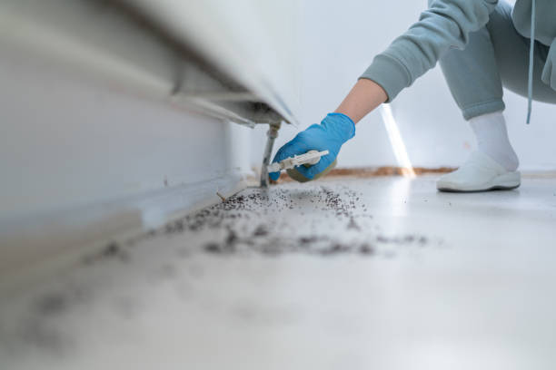 Trusted Shenandoah Junction, WV Pest Control Experts